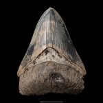 Dente del gigantesco squalo Otodus megalodon - Foto S. Rubino